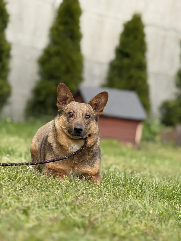 Pies do adopcji, Pieczyska, 18 maja 2025 (3/5)