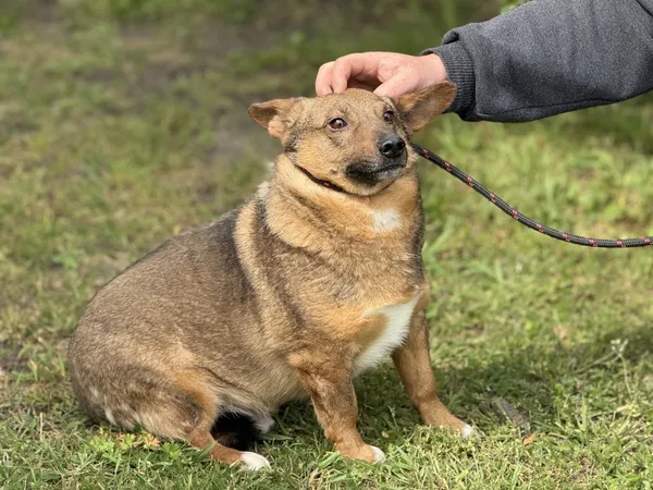 Pies do adopcji, Pieczyska, 18 maja 2025 (4/5)