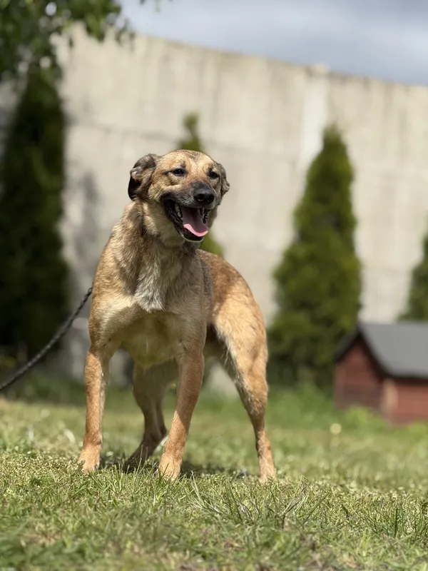 Pies do adopcji, Pieczyska, 18 maja 2025 (2/5)