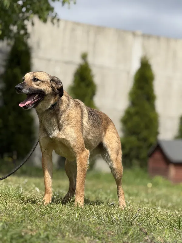 Pies do adopcji, Pieczyska, 18 maja 2025 (5/5)