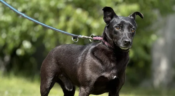 Pies do adopcji, Pieczyska, 18 maja 2025 (1/5)