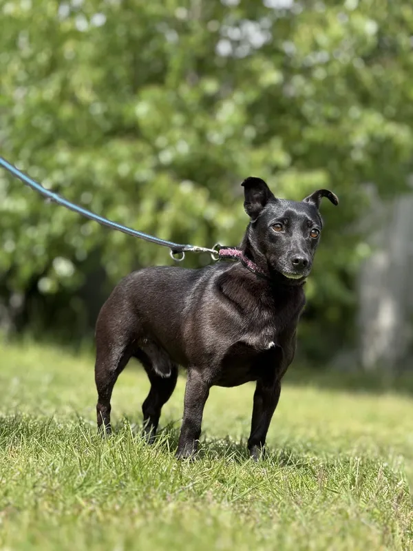 Pies do adopcji, Pieczyska, 18 maja 2025 (2/5)