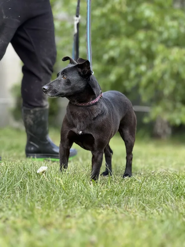 Pies do adopcji, Pieczyska, 18 maja 2025 (3/5)