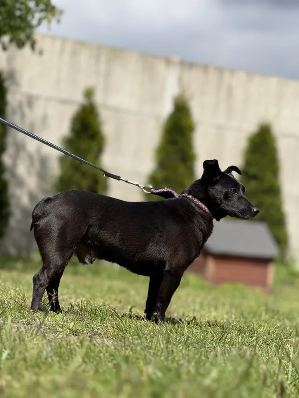 Pies do adopcji, Pieczyska, 18 maja 2025 (4/5)