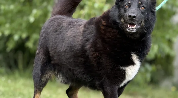 Pies do adopcji, Pieczyska, 18 maja 2025 (1/5)