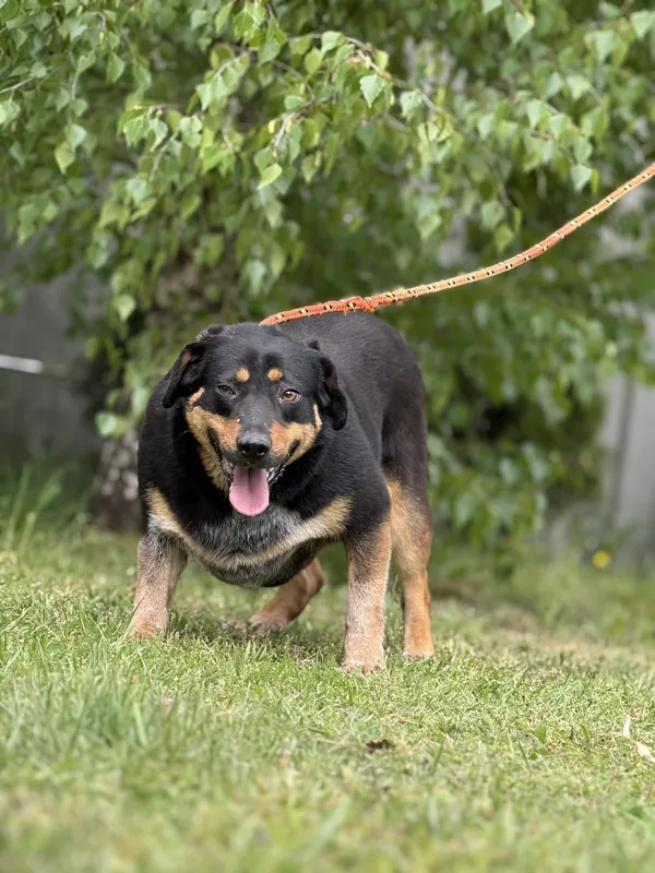 Pies do adopcji, Pieczyska, 18 maja 2025 (2/4)