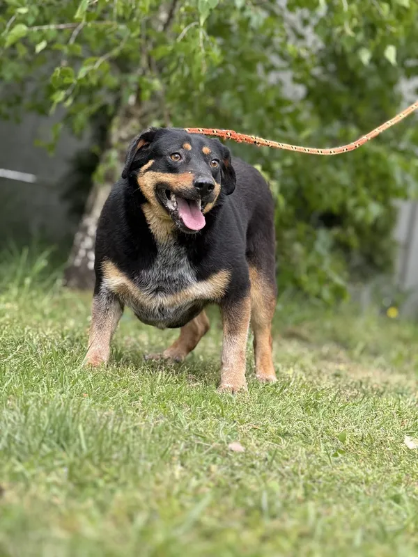 Pies do adopcji, Pieczyska, 18 maja 2025 (4/4)