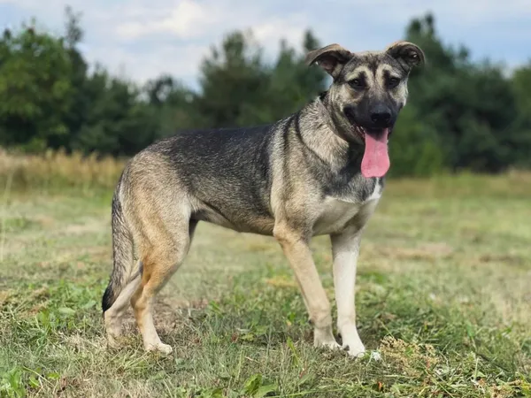 Pies do adopcji, Pieczyska, 18 maja 2025 (5/5)