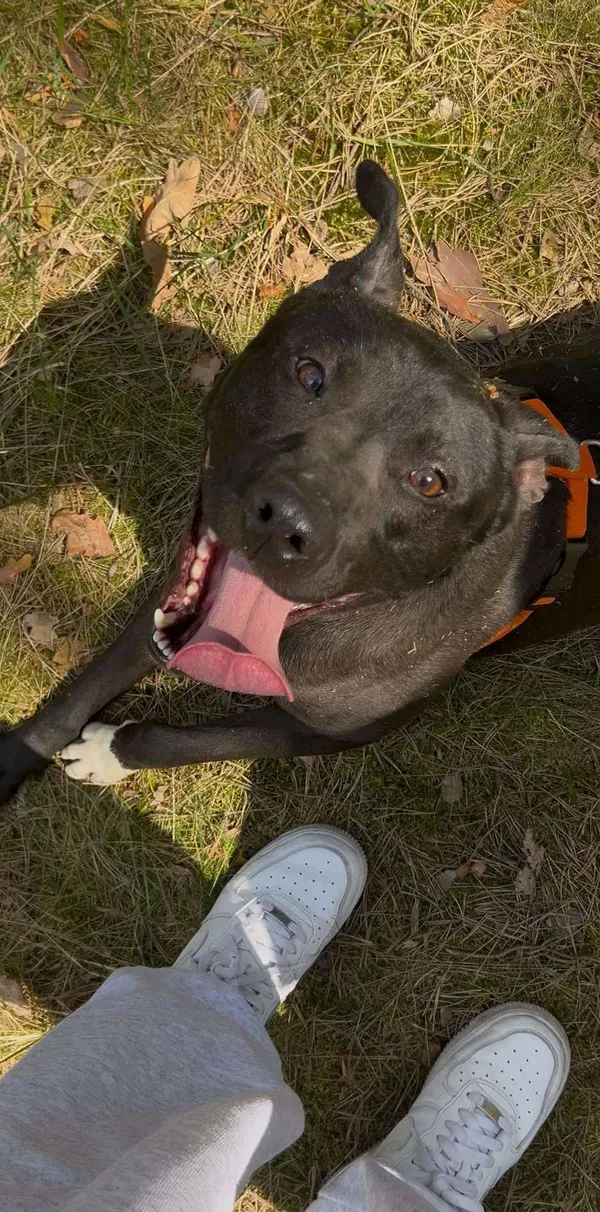 Oddam psa, Warszawa, Wyględów, 19 maja 2025 (3/5)