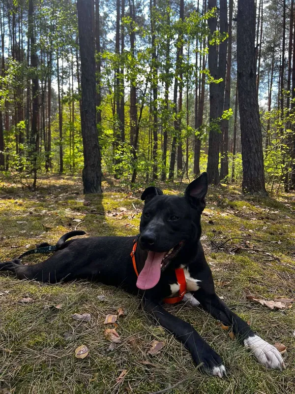 Oddam psa, Warszawa, Wyględów, 19 maja 2025 (5/5)