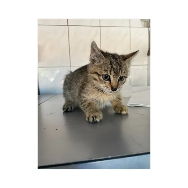 Znaleziono kota, Białystok, 17 maja 2025