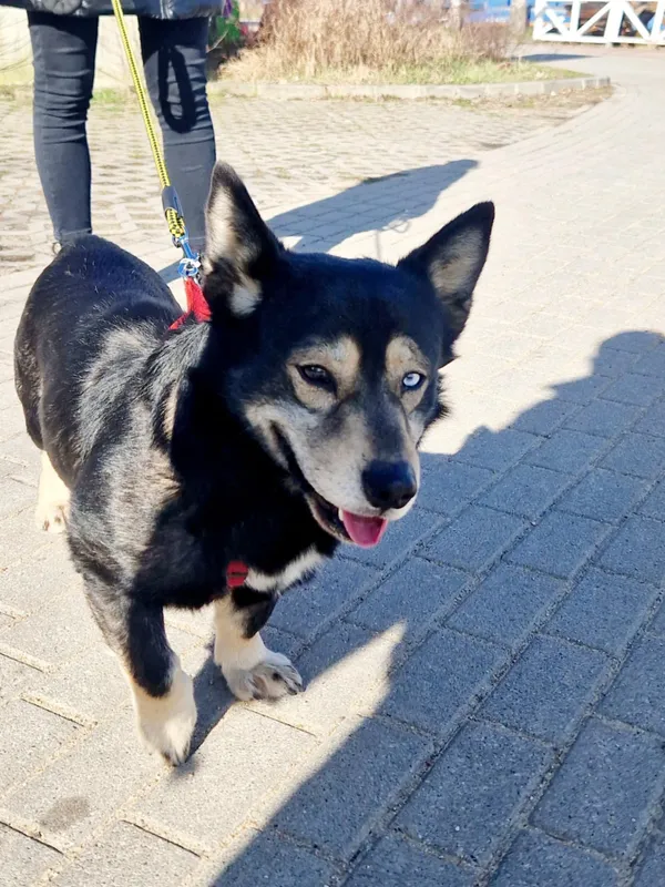 Oddam psa, Warszawa, Saska Kępa, 19 maja 2025 (1/5)