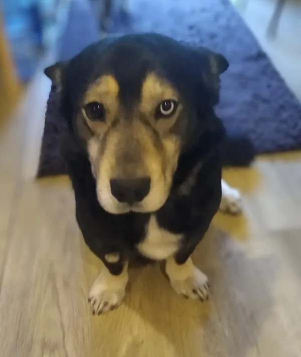 Oddam psa, Warszawa, Saska Kępa, 19 maja 2025 (2/5)