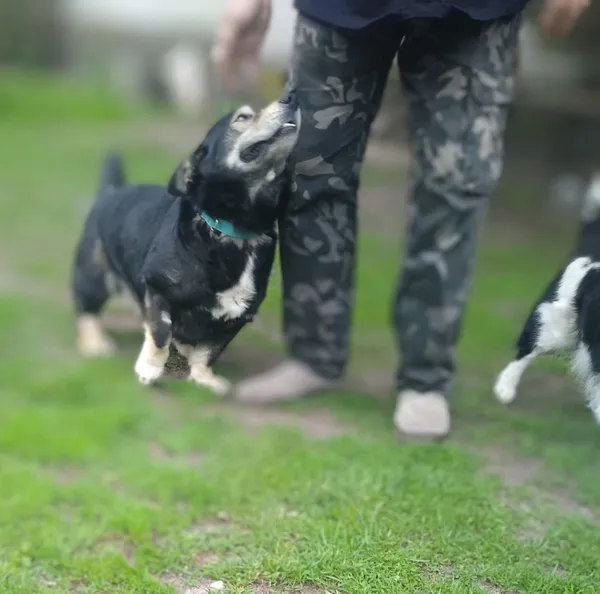 Oddam psa, Warszawa, Saska Kępa, 19 maja 2025 (4/5)