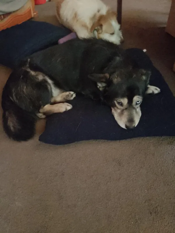 Oddam psa, Warszawa, Saska Kępa, 19 maja 2025 (5/5)