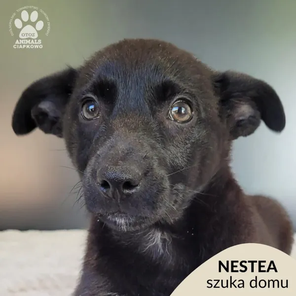 Pies do adopcji, Gdynia, 19 maja 2025 (1/4)