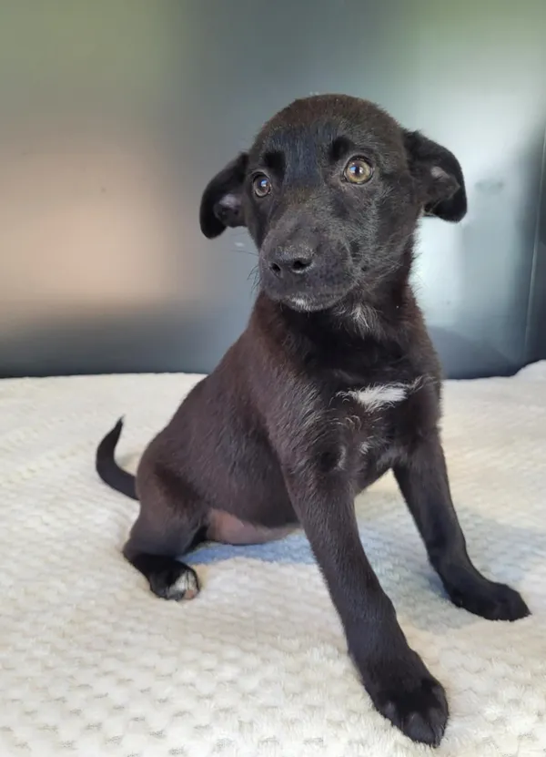 Pies do adopcji, Gdynia, 19 maja 2025 (3/4)