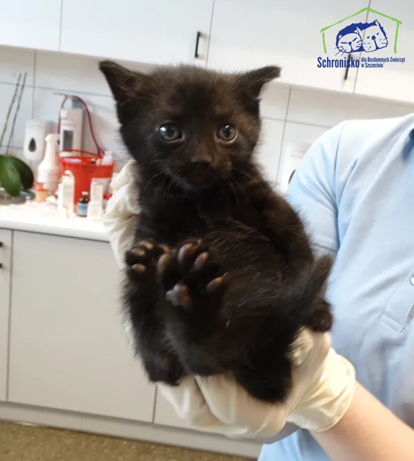 Kot do adopcji, Szczecin, 19 maja 2025