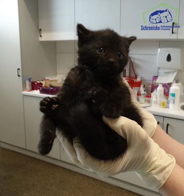 Kot do adopcji, Szczecin, 19 maja 2025