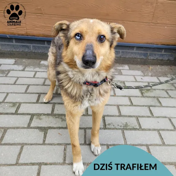 Znaleziono psa, Gdynia, 13 maja 2025