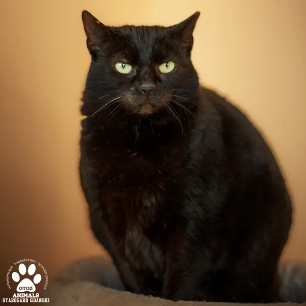 Kot do adopcji, Starogard Gdański, 19 maja 2025 (2/3)