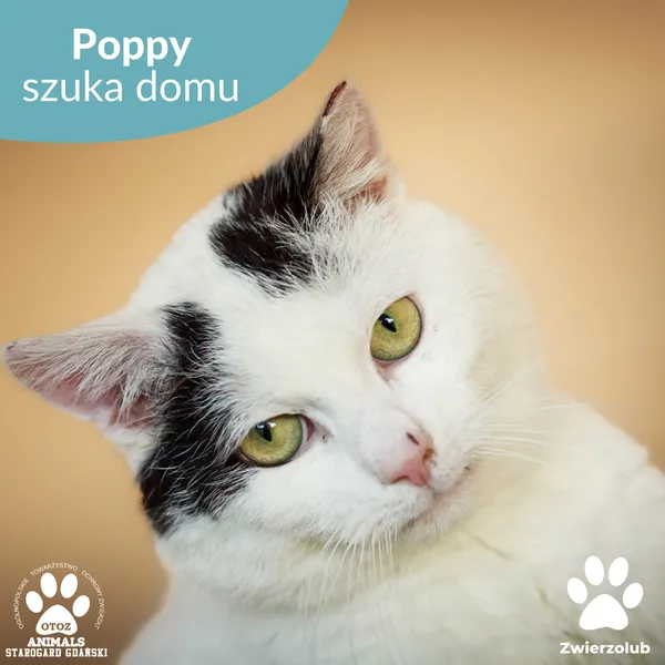 Kot do adopcji, Starogard Gdański, 19 maja 2025 (1/4)