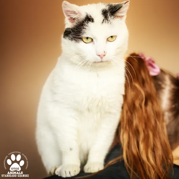 Kot do adopcji, Starogard Gdański, 19 maja 2025 (2/4)