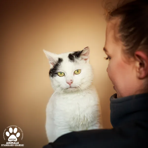 Kot do adopcji, Starogard Gdański, 19 maja 2025 (4/4)