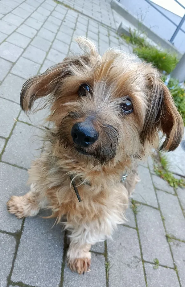 Pies do adopcji, Sopot, 19 maja 2025 (1/4)