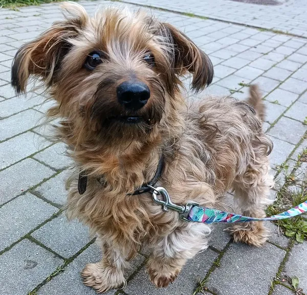 Pies do adopcji, Sopot, 19 maja 2025 (2/4)