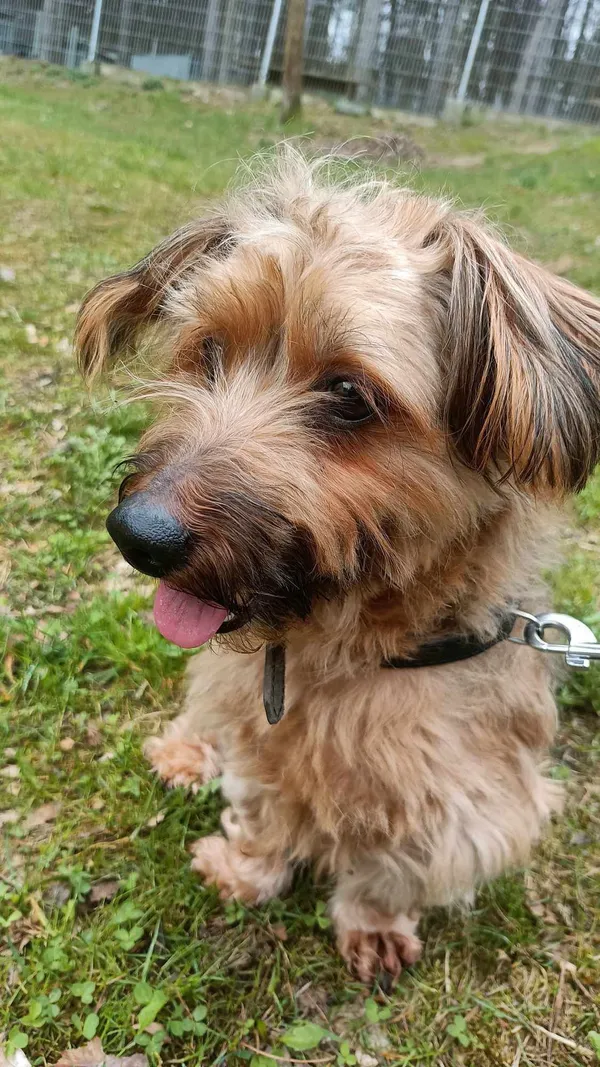 Pies do adopcji, Sopot, 19 maja 2025 (3/4)