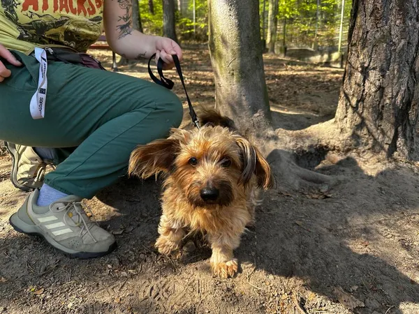 Pies do adopcji, Sopot, 19 maja 2025 (4/4)