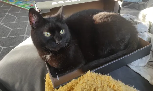 Zaginął kot, Łódź, 19 maja 2025