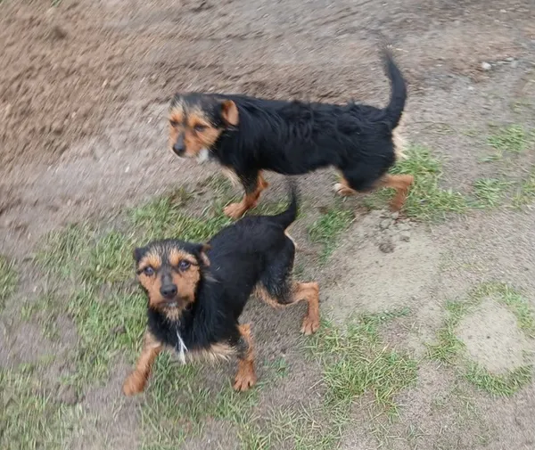 Znaleziono psa, Dąbrówka, 19 maja 2025