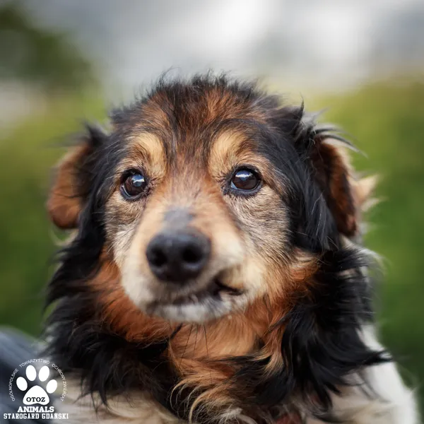 Pies do adopcji, Starogard Gdański, 19 maja 2025 (4/4)