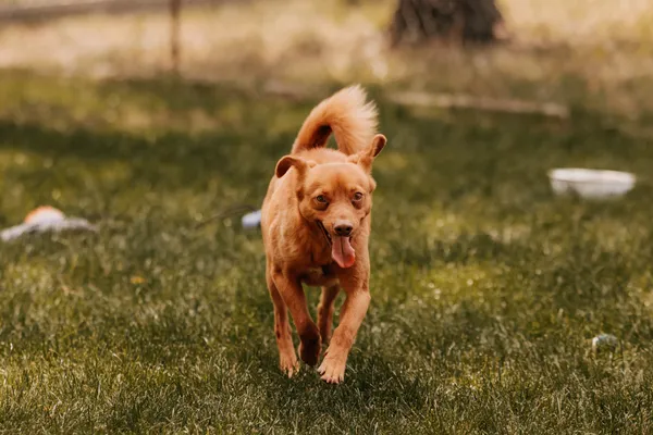 Pies do adopcji, Czartki, 19 maja 2025 (1/5)