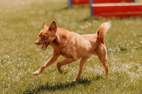 Pies do adopcji, Czartki, 19 maja 2025 (2/5)