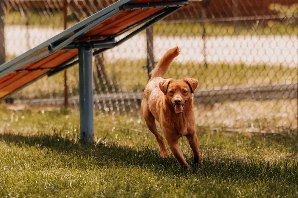 Pies do adopcji, Czartki, 19 maja 2025 (3/5)