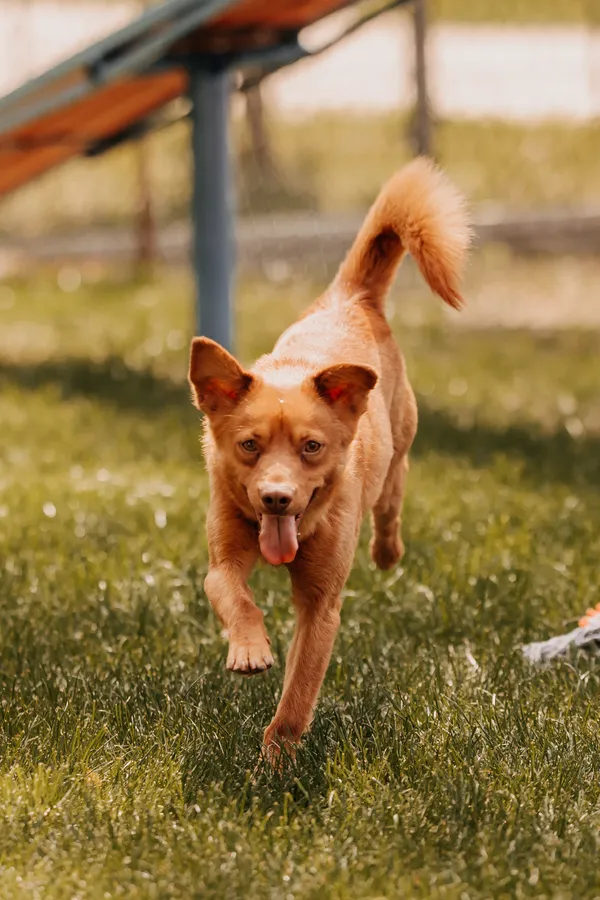 Pies do adopcji, Czartki, 19 maja 2025 (4/5)