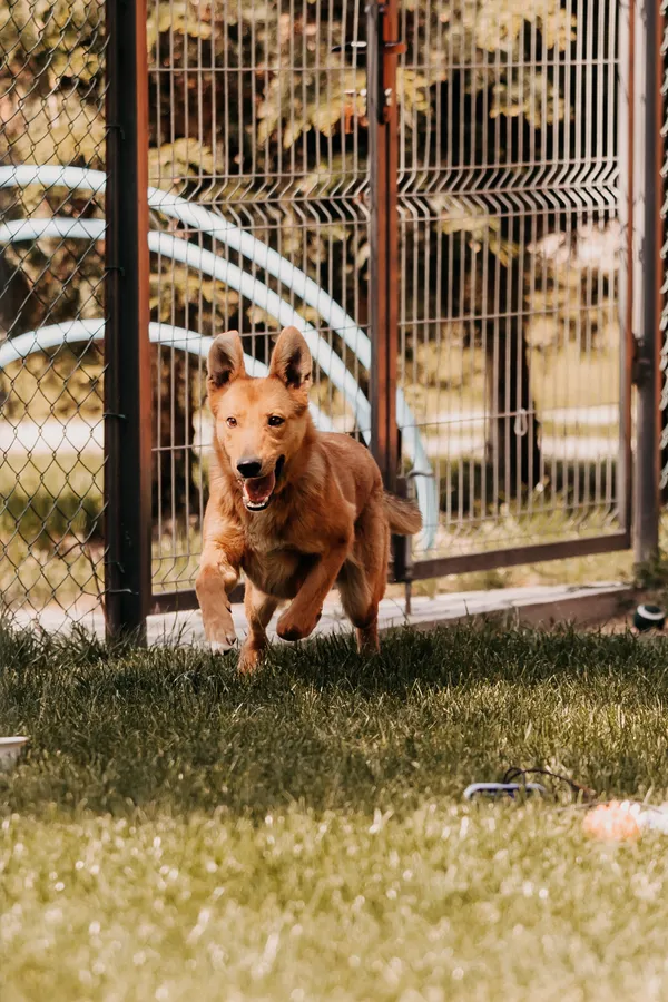 Pies do adopcji, Czartki, 19 maja 2025 (1/5)