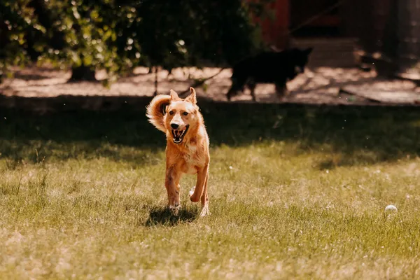 Pies do adopcji, Czartki, 19 maja 2025 (2/5)