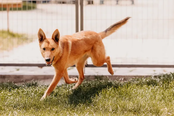 Pies do adopcji, Czartki, 19 maja 2025 (3/5)