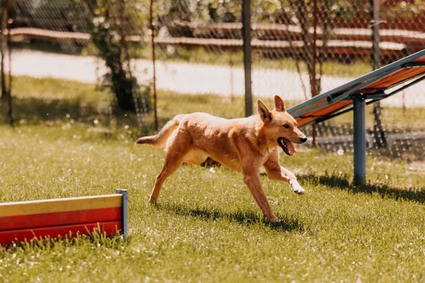 Pies do adopcji, Czartki, 19 maja 2025 (4/5)