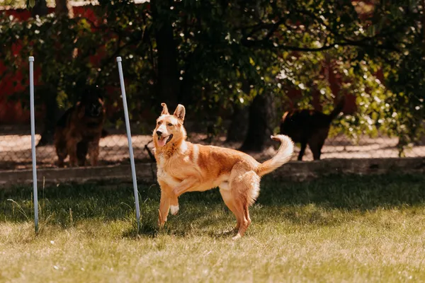 Pies do adopcji, Czartki, 19 maja 2025 (5/5)