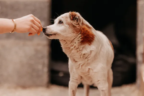 Pies do adopcji, Czartki, 19 maja 2025 (1/4)