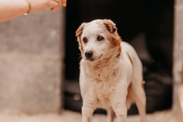 Pies do adopcji, Czartki, 19 maja 2025 (2/4)