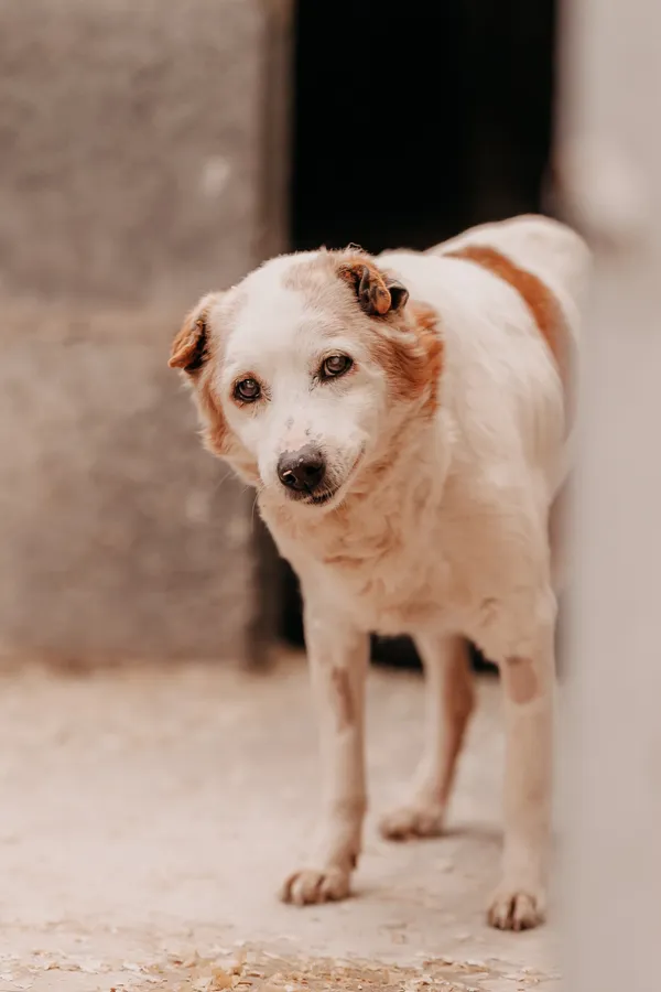 Pies do adopcji, Czartki, 19 maja 2025 (3/4)