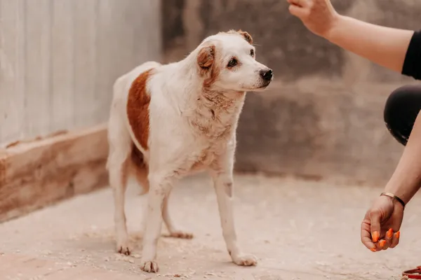 Pies do adopcji, Czartki, 19 maja 2025 (4/4)