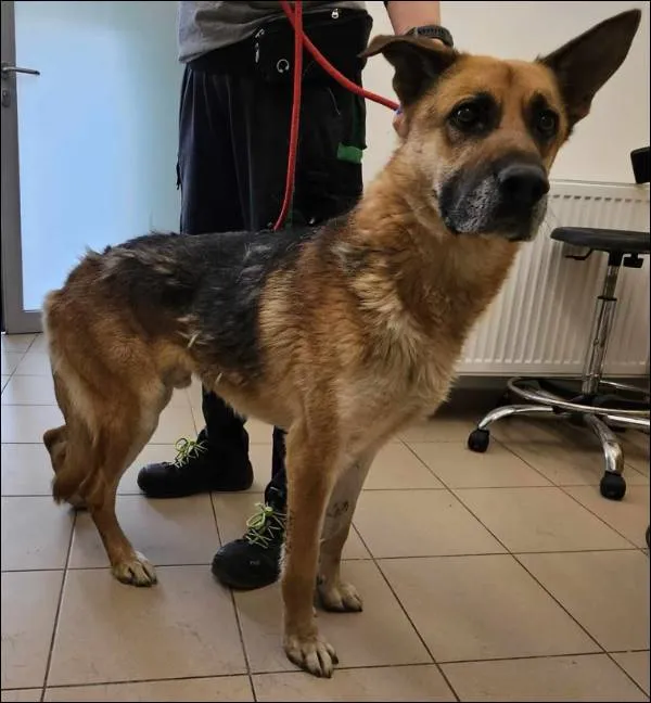 Znaleziono psa, Grudziądz, 19 maja 2025