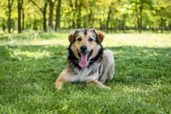 Pies do adopcji, Radom, 19 maja 2025 (1/5)